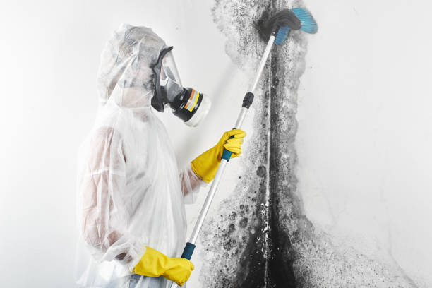 Professional Mold Removal in Green Valley, SD