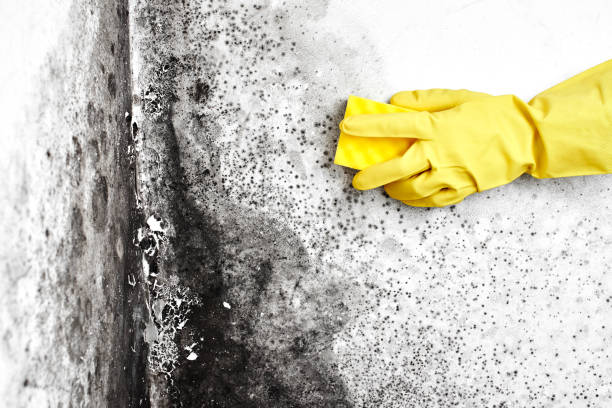 Best Industrial Mold Remediation  in Green Valley, SD