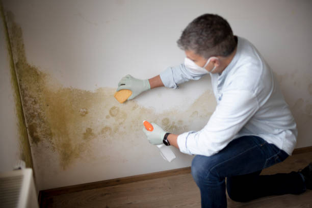 Best Basement Mold Removal  in Green Valley, SD